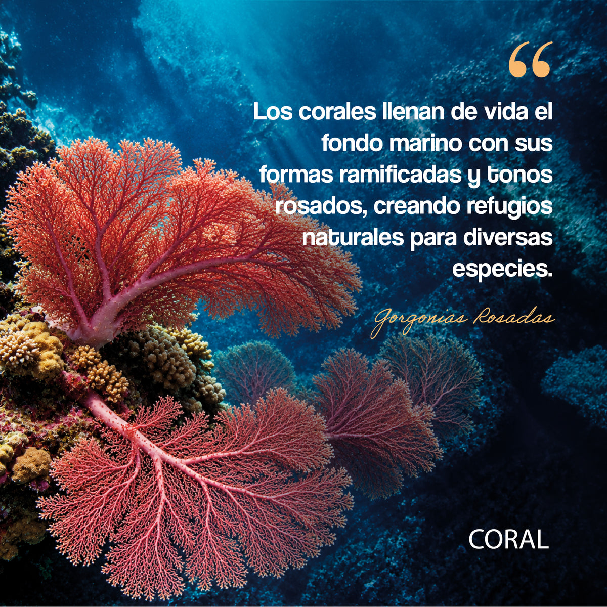 #color_rosado