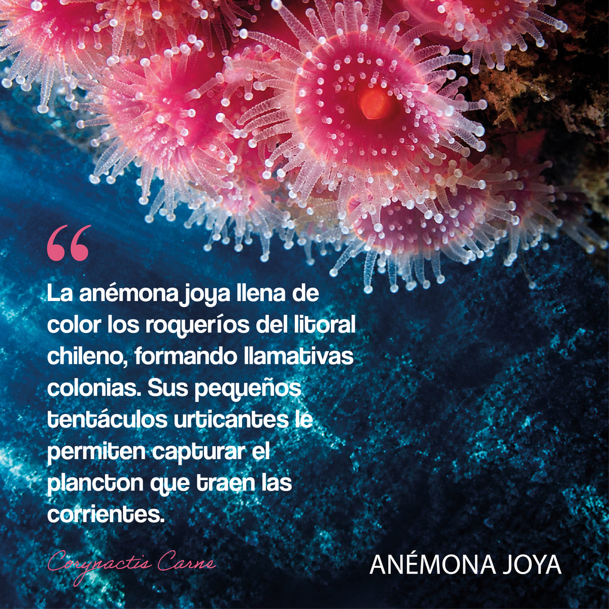 #color_amarillo