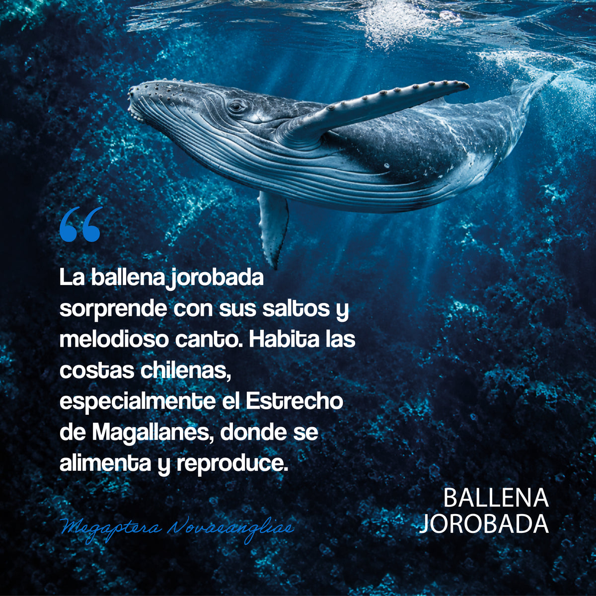 #color_azul