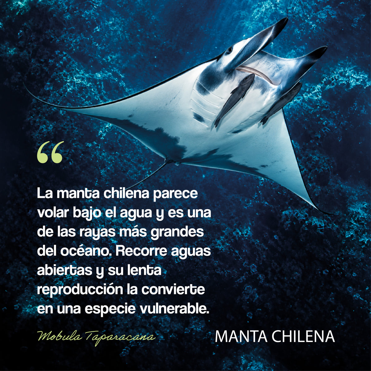 #color_azul marino