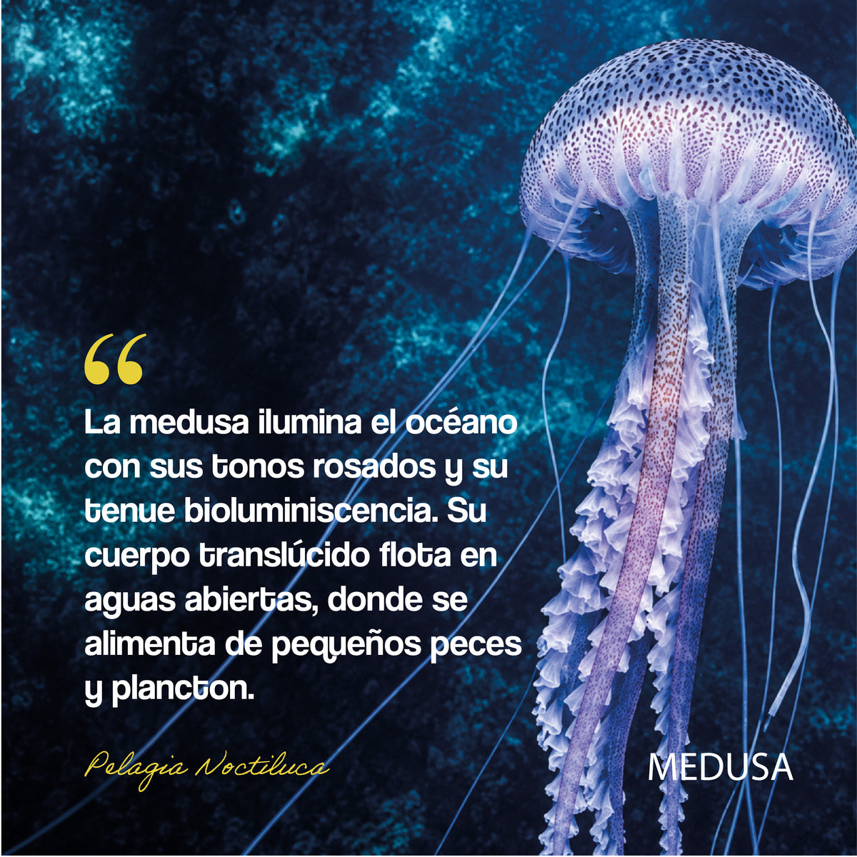 #color_morado
